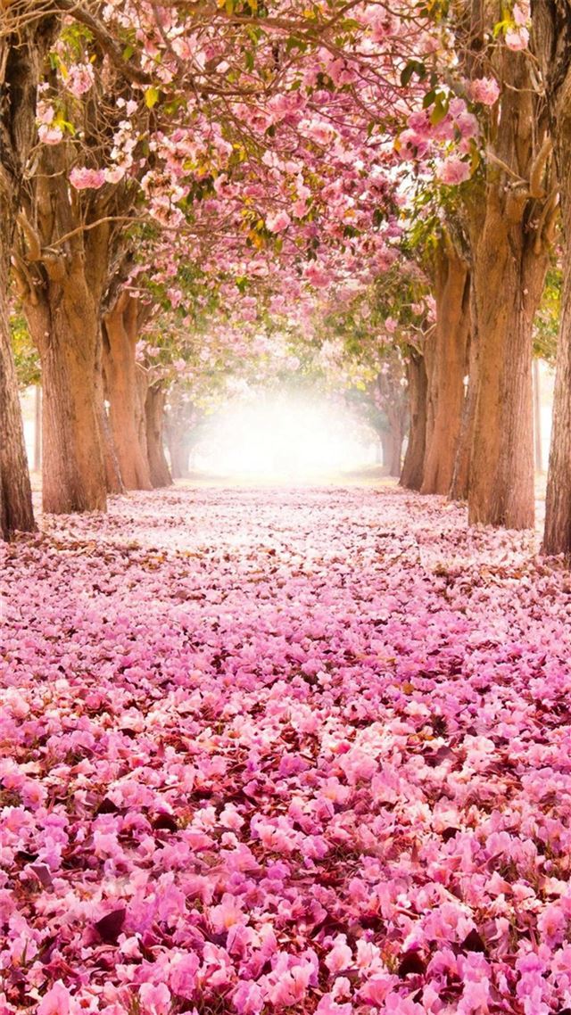 1080x1920 Dreamy Fantasy Bloomy Petal Path - path iPhone 8 Wallpaper