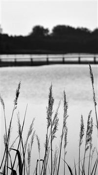 Lake View Flower Water Calm Nature Bokeh Dark Bw wallpaper