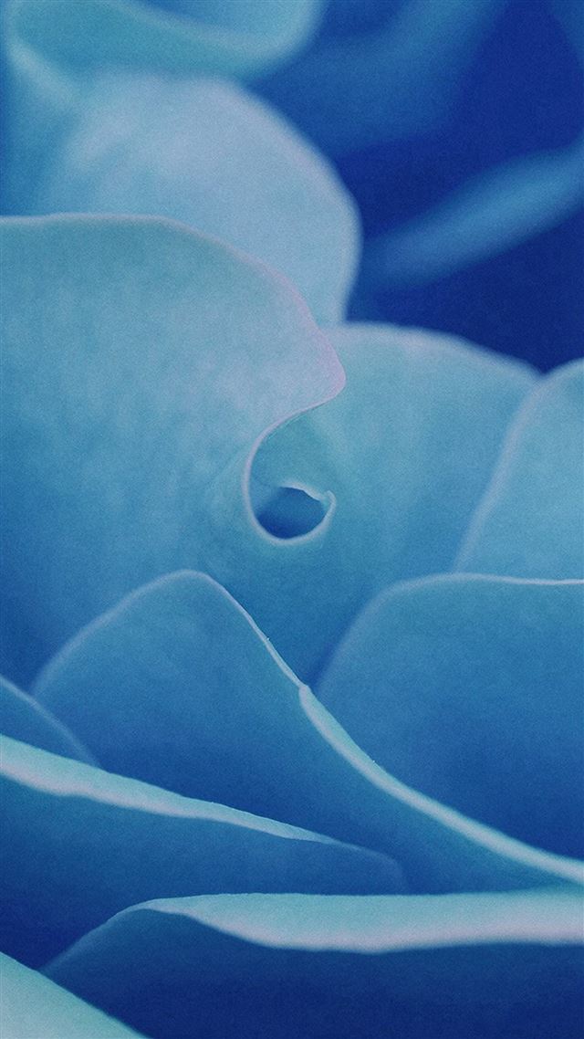 1080x1920 Rose Flower Leaf Blue - close up iPhone 8 Wallpaper