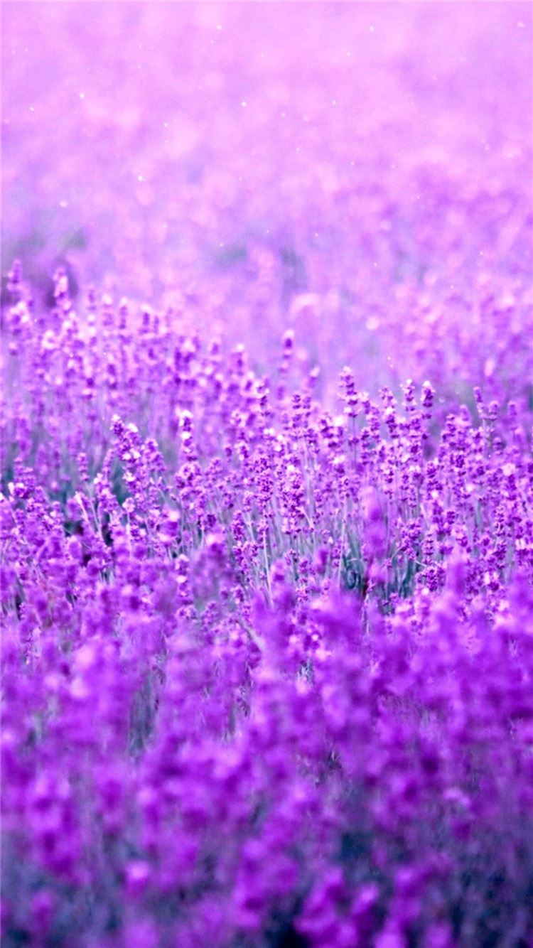 Pure Dreamy Flowers Garden Field Blur iPhone 8 Wallpapers Free Download