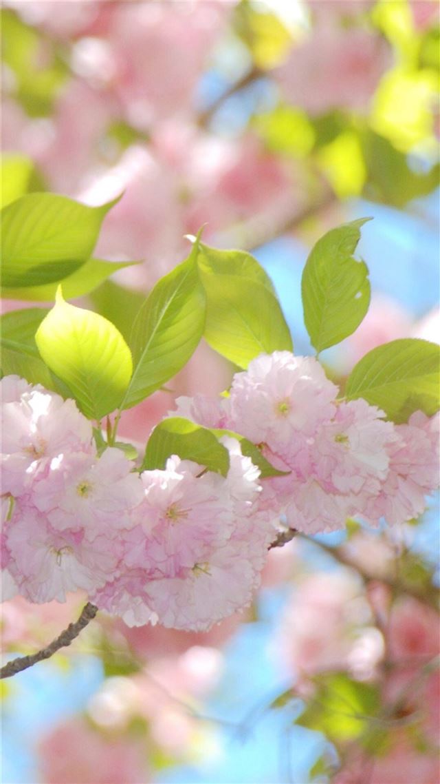 1080x1920 Pure Sunny Beautiful Flowers Branch -  iPhone 8 Wallpaper