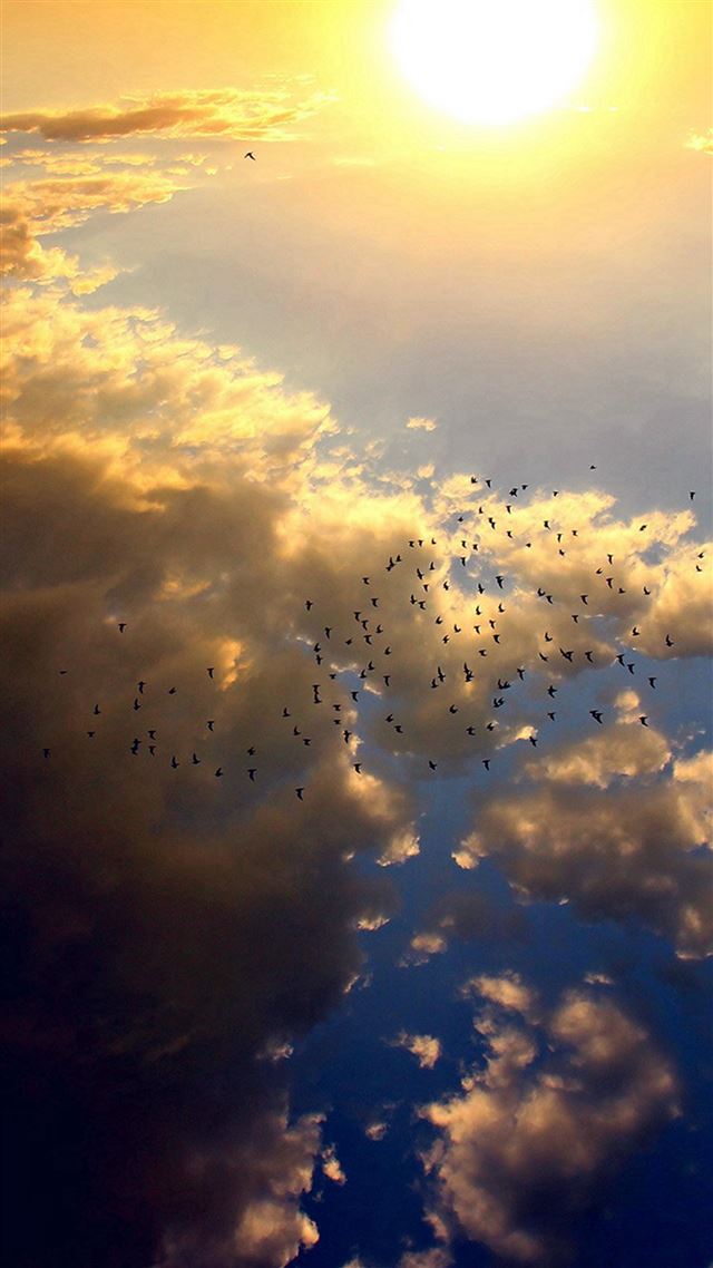 1080x1920 Sky Bird Fly Summer Sun Nature - sun iPhone 8 Wallpaper