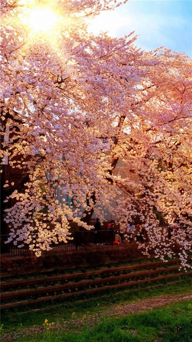 1080x1920 Sunshine Brilliant Flowers Tree - flowers iPhone 8 Wallpaper