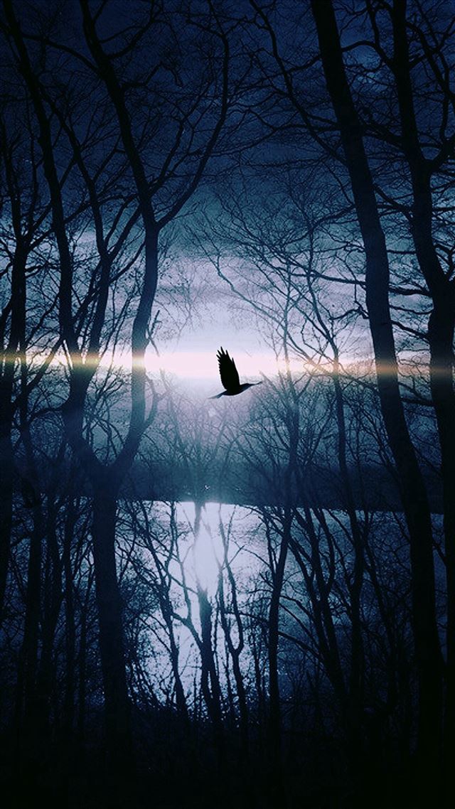1080x1920 Wood Night Dark Nature Bird Fly Lake - misty iPhone 8 Wallpaper