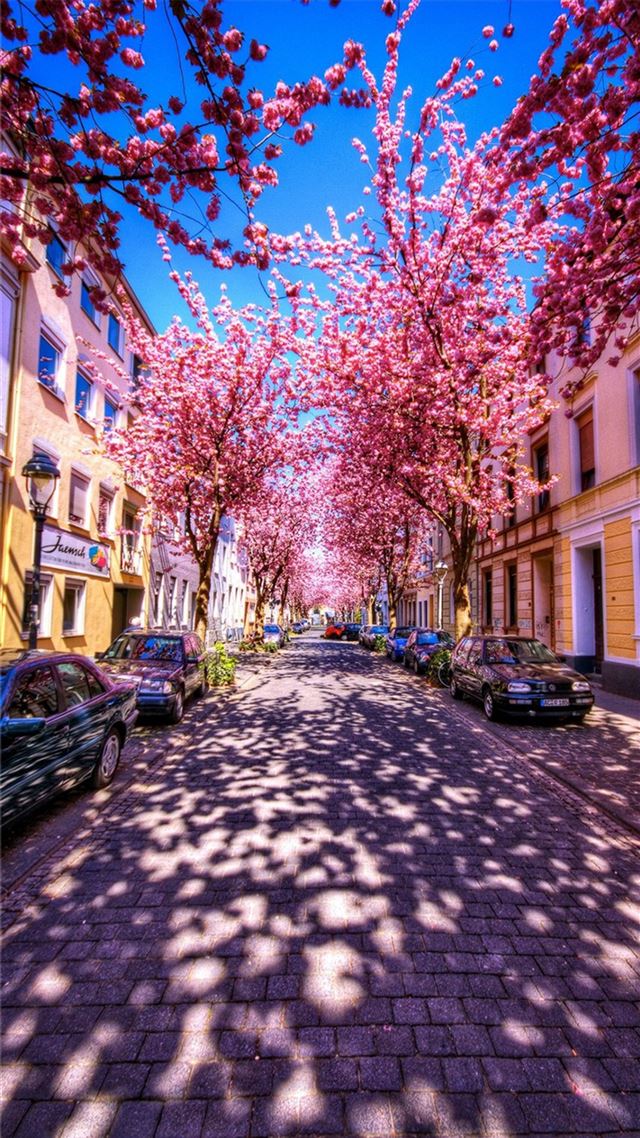 1080x1920 Sunny Flower Branch Shadow Brick Street - shadow iPhone 8 Wallpaper