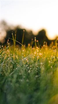 Lawn Green Nature Sunset Light Bokeh Spring wallpaper