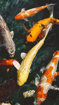 Fish Water Animal Swim wallpaper