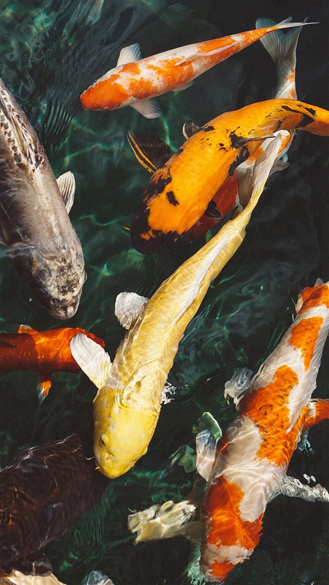 1080x1920 Fish Water Animal Swim -  iPhone 8 Wallpaper