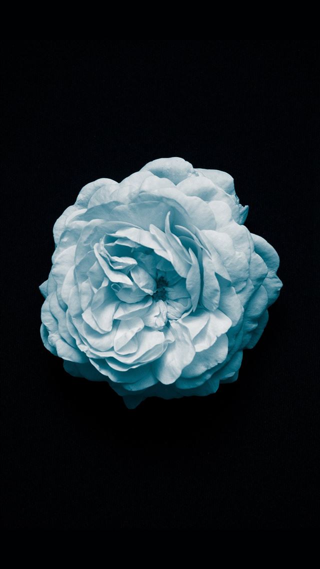 1080x1920 Flower Center Blue Minimal Simple - macro iPhone 8 Wallpaper