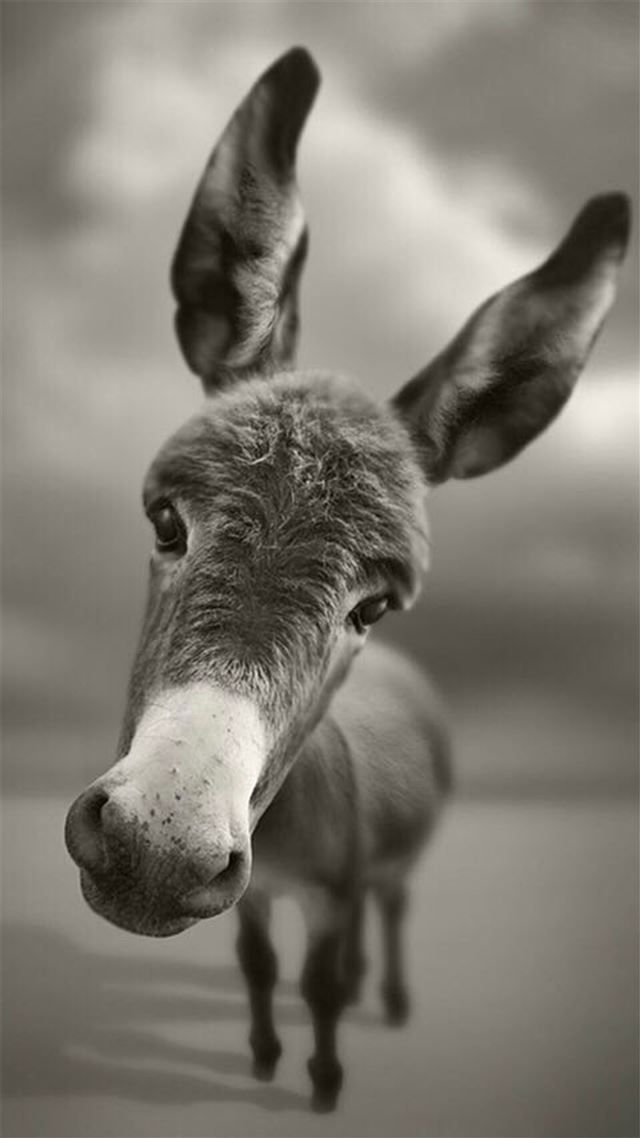 1080x1920 Dark Mule Pet Animal Macro Grayscale - macro iPhone 8 Wallpaper