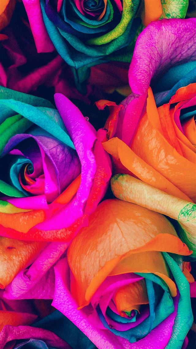 1080x1920 Flower Rose Color Blue Rainbow Art Nature - paint iPhone 8 Wallpaper