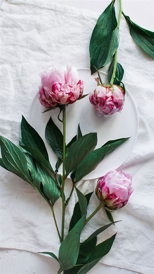 1080x1920 Pure Fresh Elegant Flower Plant Plate - flower iPhone 8 Wallpaper