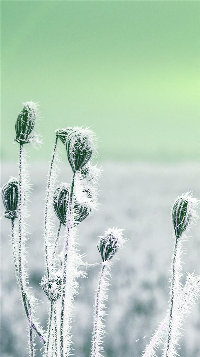 1080x1920 Snow Cold Winter Flower Bokeh Nature Flare Green - winter iPhone 8 Wallpaper