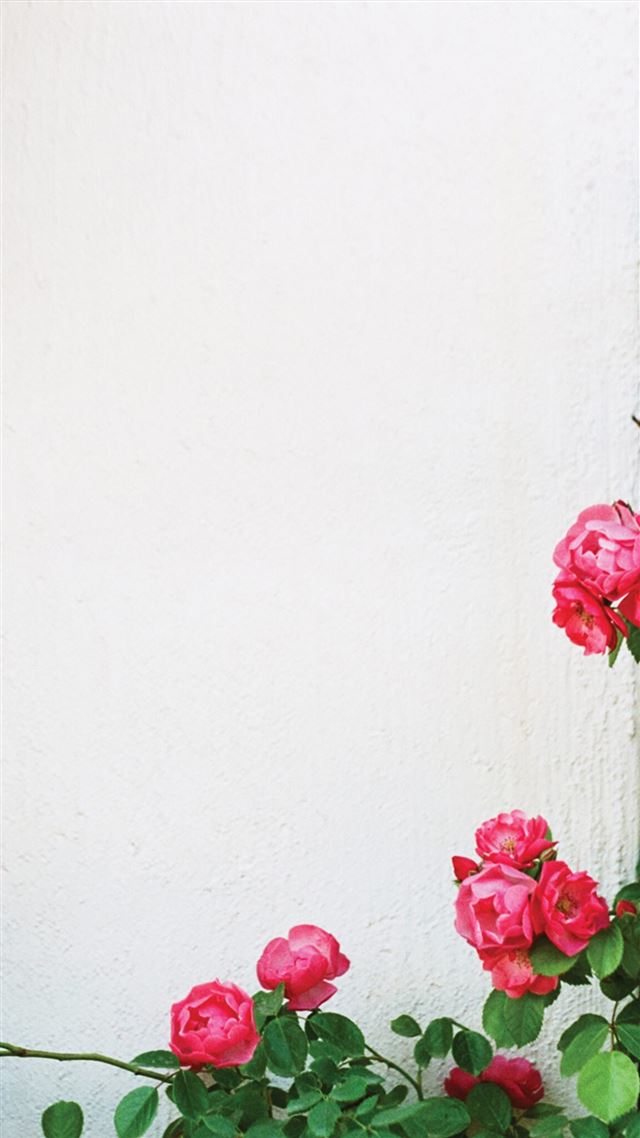 1080x1920 White Wall Climbing Flowers Rattan - flowers iPhone 8 Wallpaper
