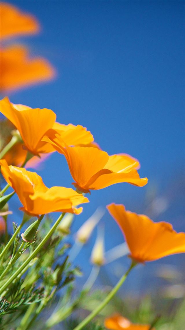 1080x1920 Pure Bright Sunny Sky White Flower - flower iPhone 8 Wallpaper