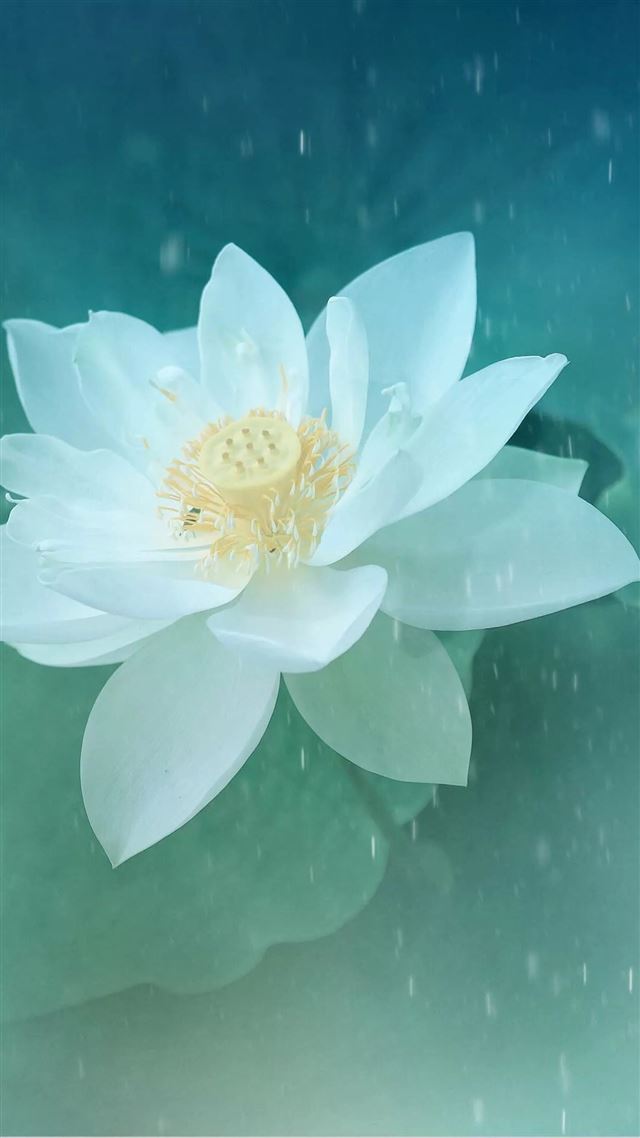 1080x1920 Pure Beautiful Lotus Flower Macro - macro iPhone 8 Wallpaper