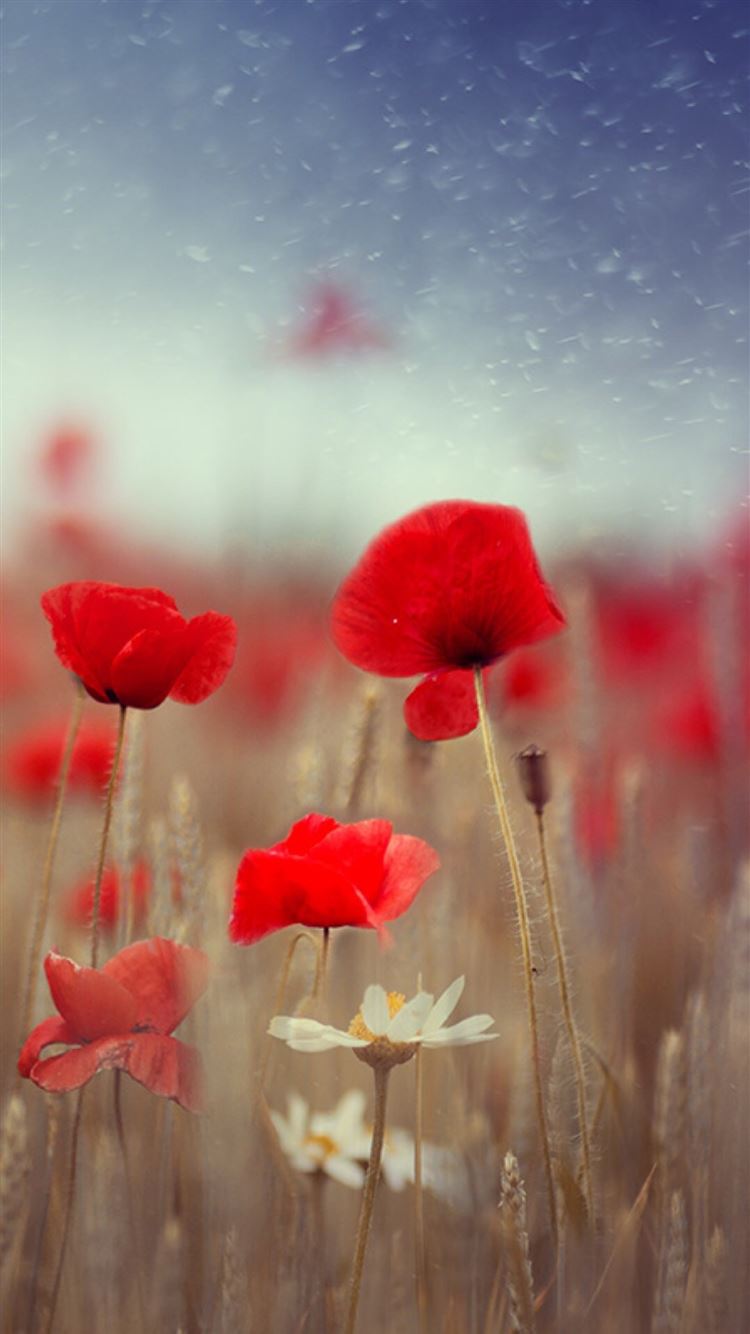 Fantasy Poppy Flower Field Plant Blur iPhone 8 Wallpapers Free Download