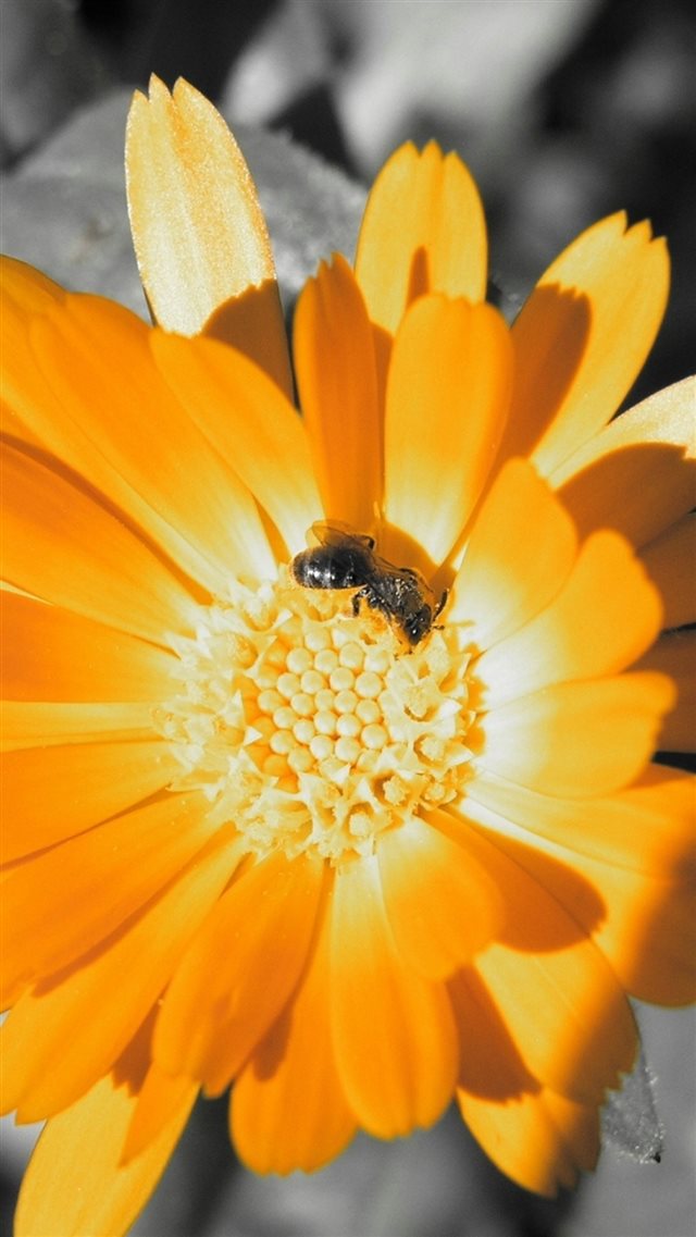 1080x1920 Flower Bee Orange Pollination - yellow iPhone 8 Wallpaper