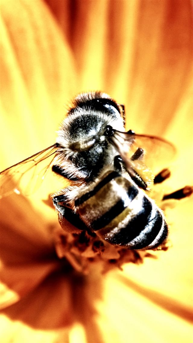1080x1920 Flower Bee Pollination Insect - shadow iPhone 8 Wallpaper