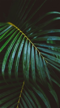 Palm Frond Leafy Branch wallpaper