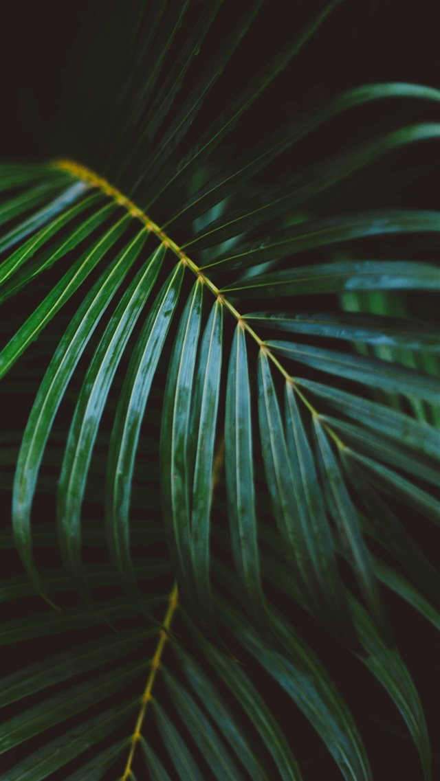 1080x1920 Palm Frond Leafy Branch - branch iPhone 8 Wallpaper