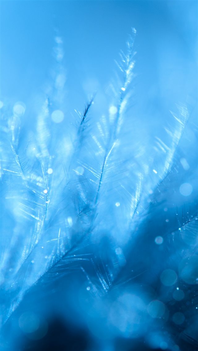 1080x1920 Feathers Close Up Blurred - close up iPhone 8 Wallpaper