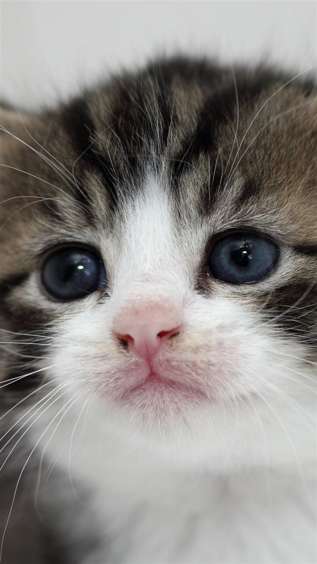 1080x1920 Kitten Face Eyes Tenderness - eyes iPhone 8 Wallpaper