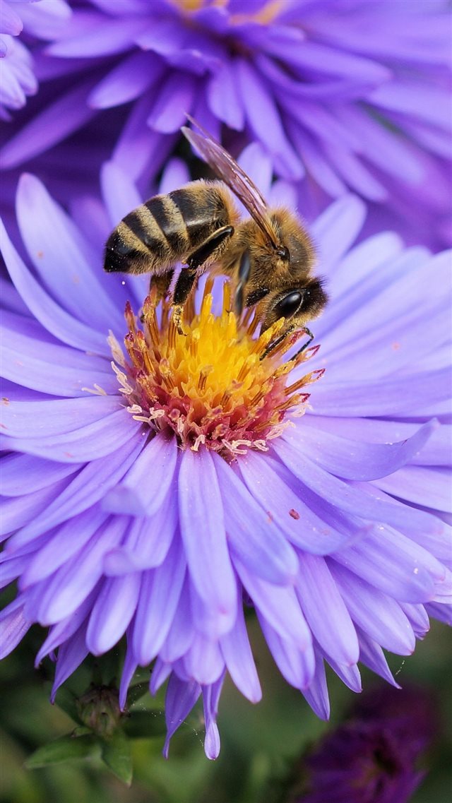 1080x1920 Bee Flower Pollination - close up iPhone 8 Wallpaper