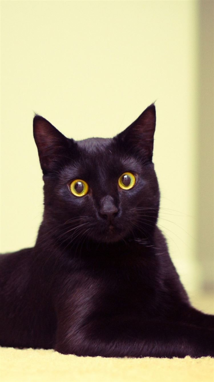 Cat Black Cat Lying Beautiful Iphone 8 Wallpapers Free Download