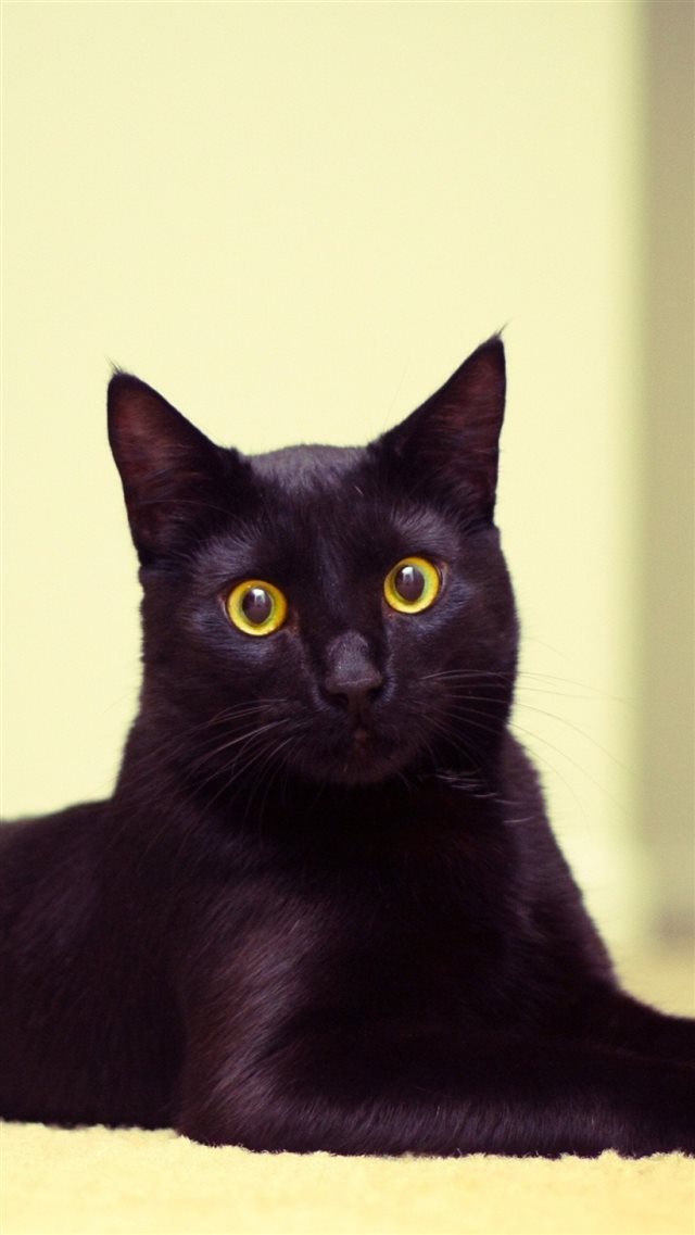 1080x1920 Cat Black Cat Lying Beautiful - yellow iPhone 8 Wallpaper