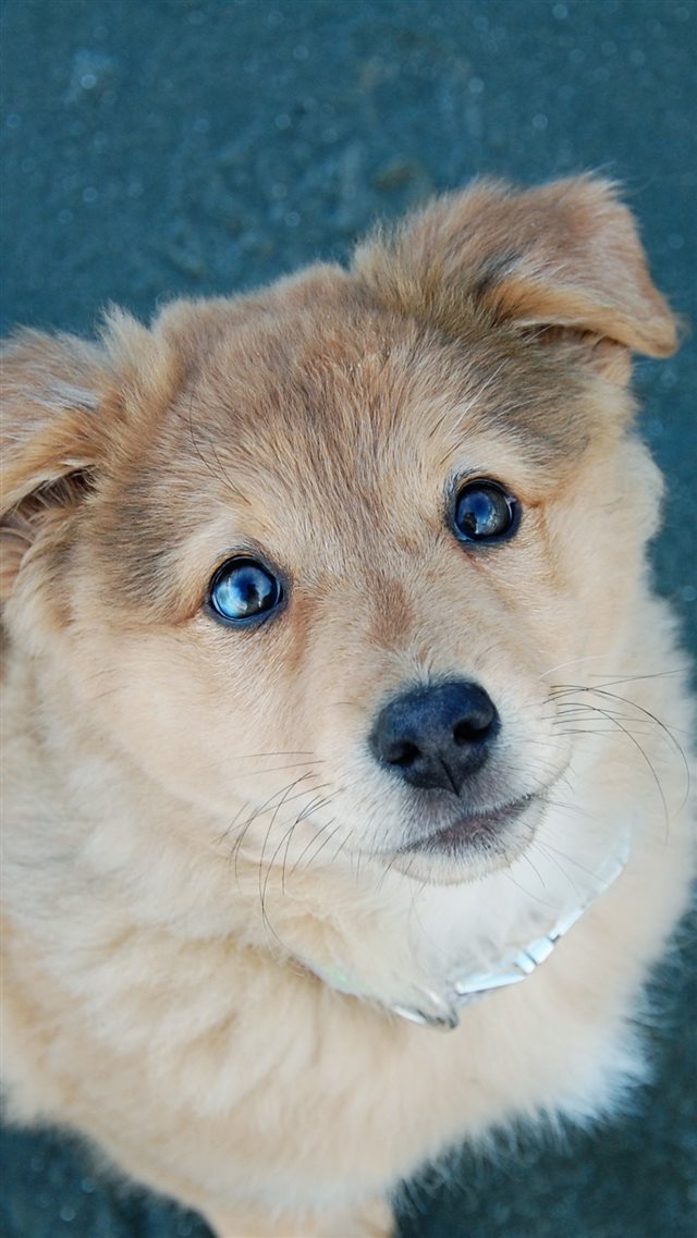 1080x1920 Cute Puppy Dog Poor Eyes - eyes iPhone 8 Wallpaper