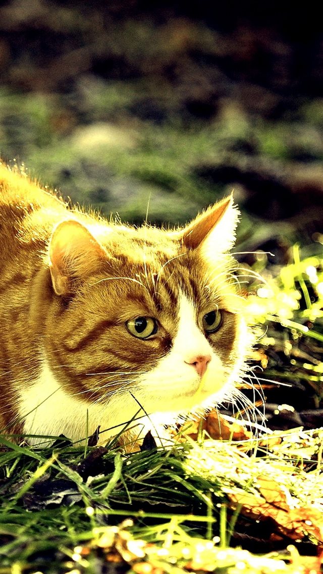 1080x1920 Cat Grass Sunlight Thick Lying - yellow iPhone 8 Wallpaper