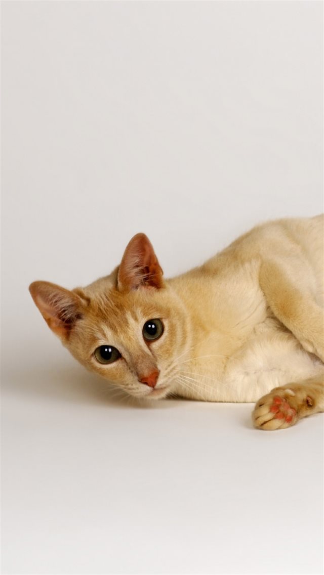1080x1920 Cat Lying Red Light - yellow iPhone 8 Wallpaper
