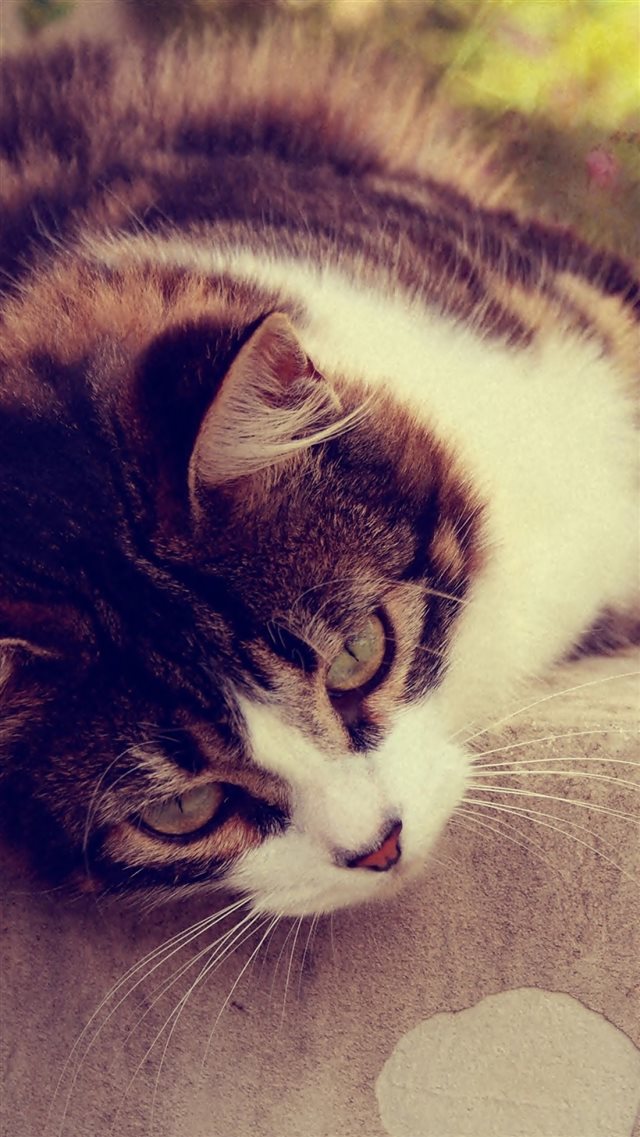 1080x1920 Cat Striped Lying Grass Glare Sunlight - cute iPhone 8 Wallpaper