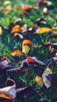 Green Wood Forest Love Butterfly Illustration Art wallpaper