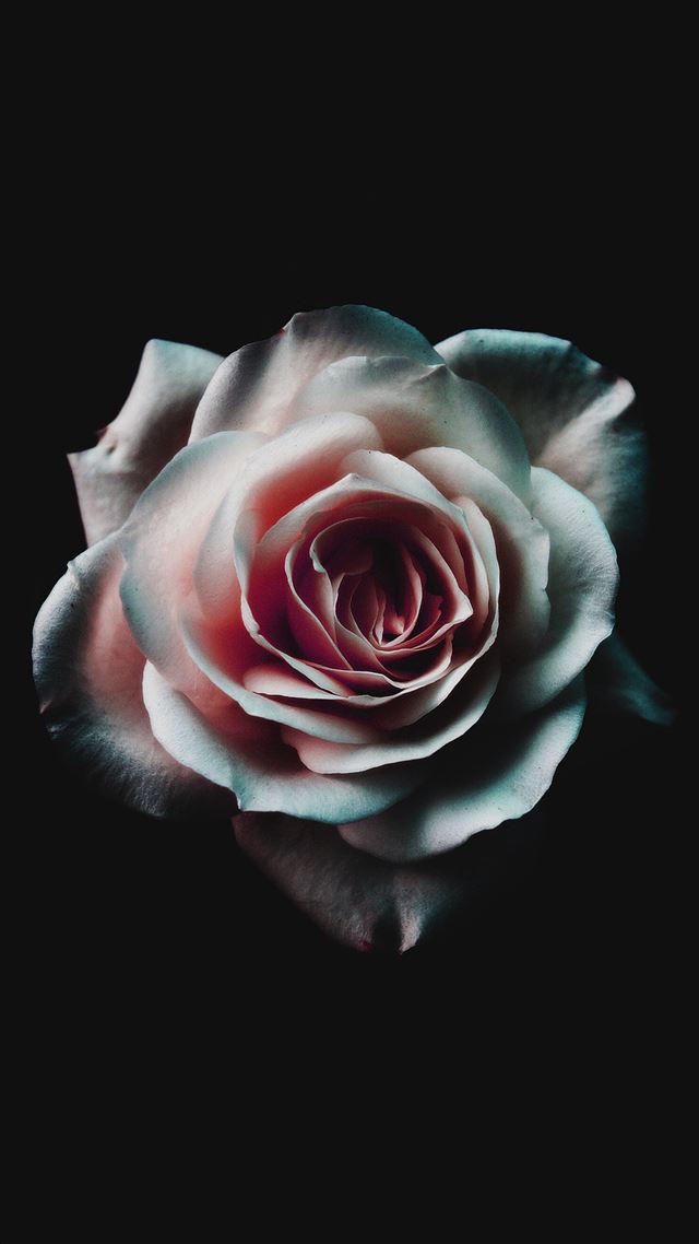 1080x1920 Flower White Dark Red Green Minimal Nature -  iPhone 8 Wallpaper