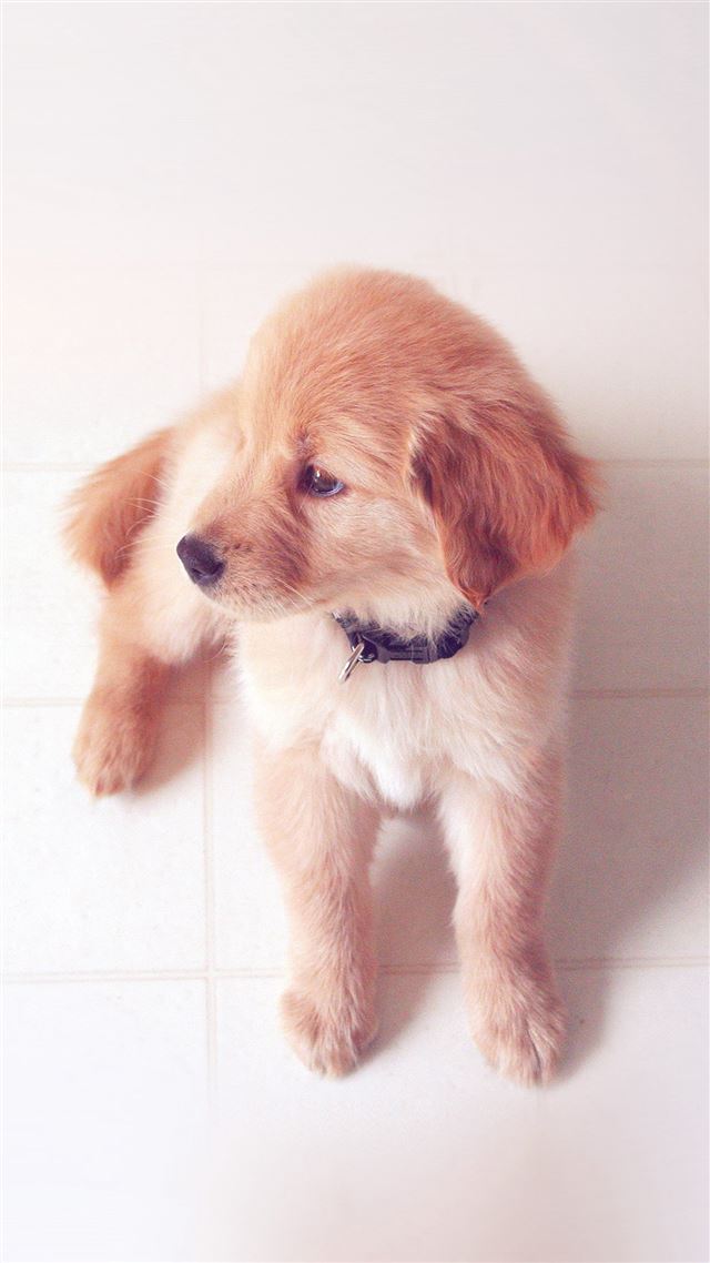 1080x1920 Puppy Love Cute Animal Nature Sitting Dog Blue - cute iPhone 8 Wallpaper