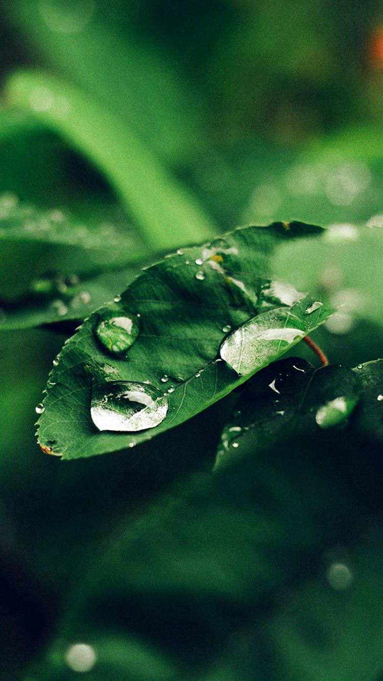 Leaf Rain Green Nature Forest Blue iPhone 8 Wallpapers Free Download