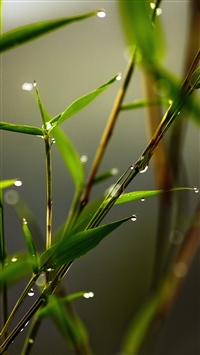 Slim Grass Leaf Dew Close Up wallpaper