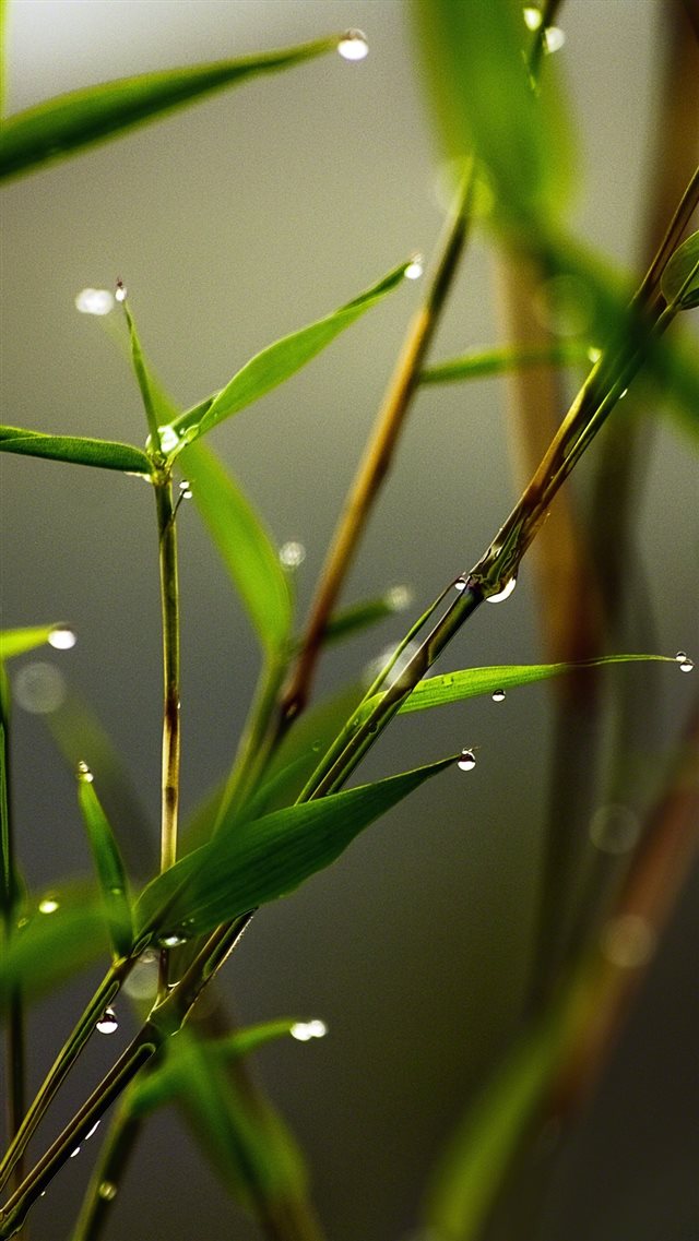 1080x1920 Slim Grass Leaf Dew Close Up - close up iPhone 8 Wallpaper