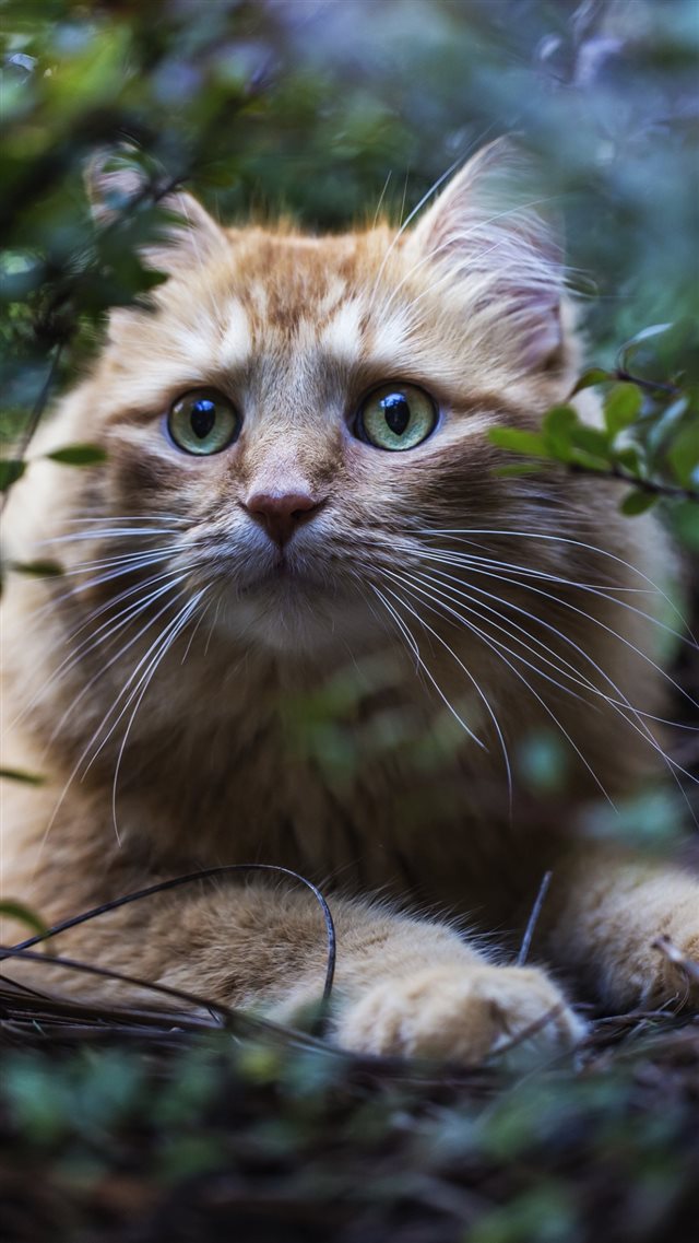 1080x1920 Cat Leaves Twigs Furry Red - cute iPhone 8 Wallpaper