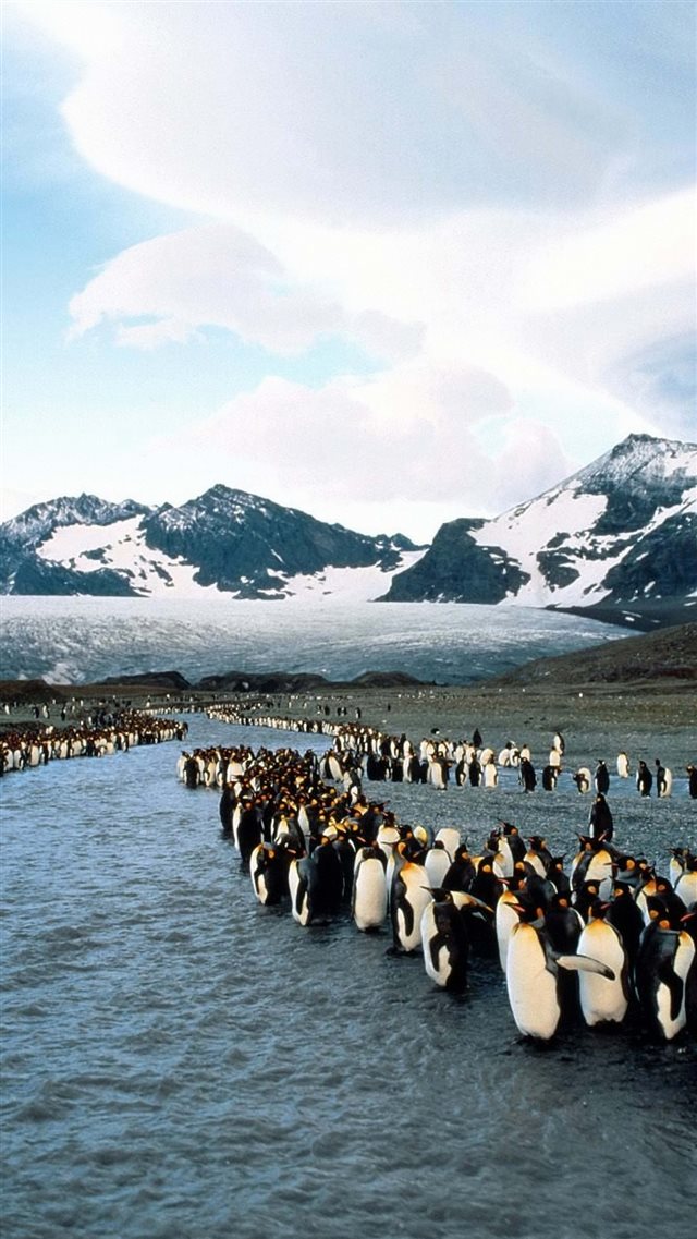 1080x1920 Penguins North Mountains Flock Colony - yellow iPhone 8 Wallpaper