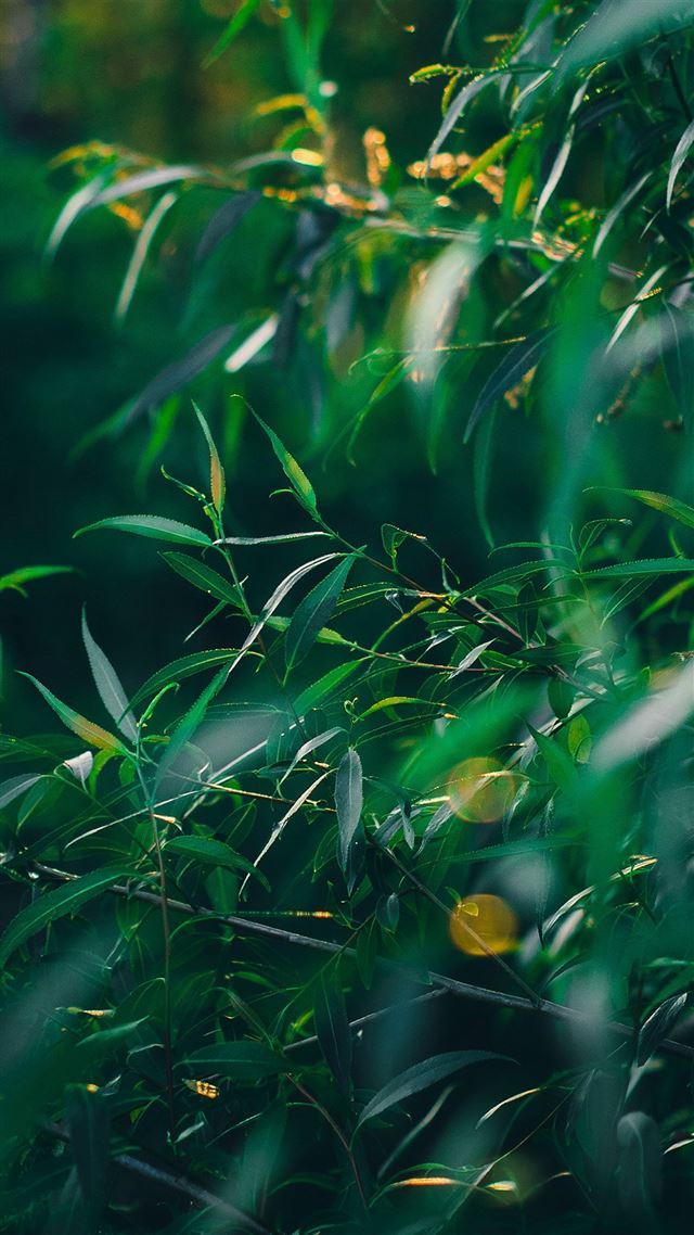 1080x1920 Leaf Green Bokeh Summer Nature - summer iPhone 8 Wallpaper