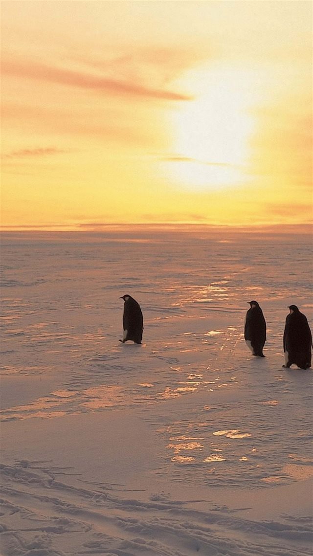 1080x1920 Penguins North Sunrise Winter Ice Snow - winter iPhone 8 Wallpaper