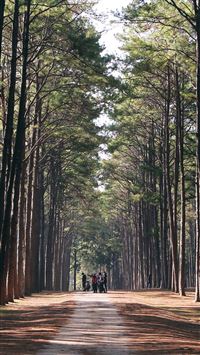 Wood Wild Road Healing Nature wallpaper