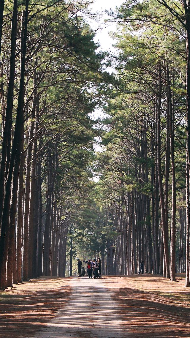 1080x1920 Wood Wild Road Healing Nature - road iPhone 8 Wallpaper