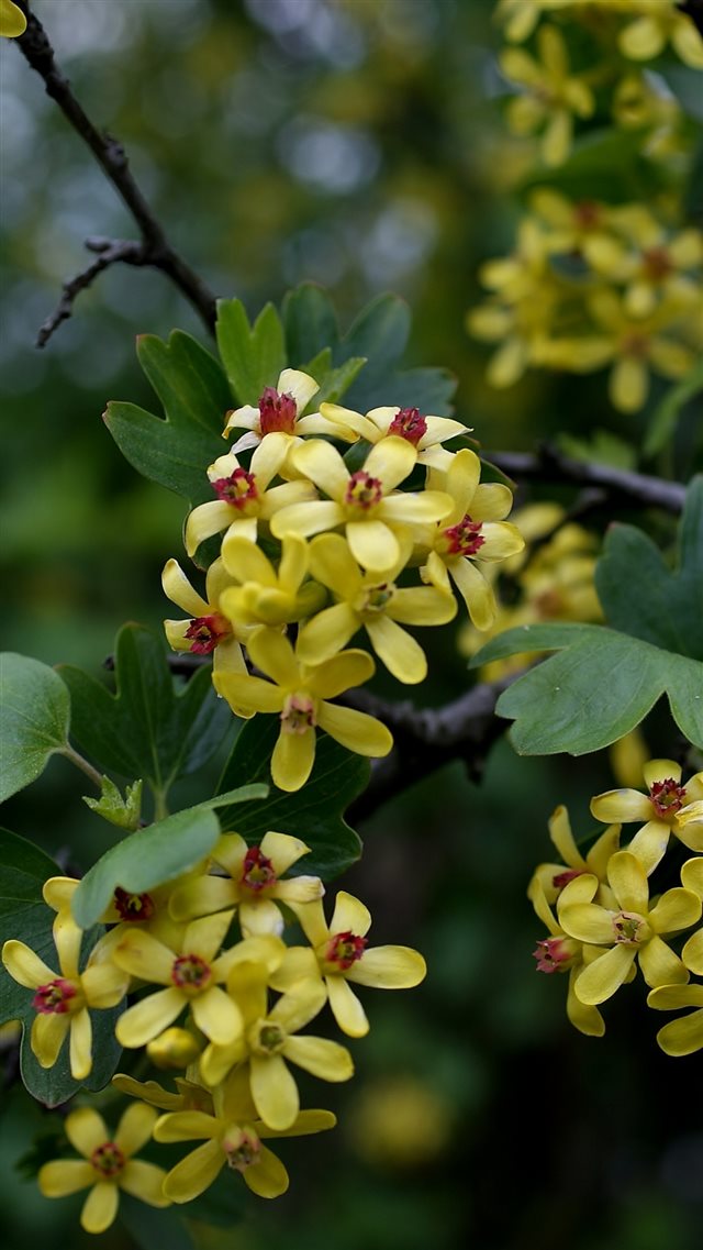 1080x1920 Branch Leaves Flowers - branch iPhone 8 Wallpaper