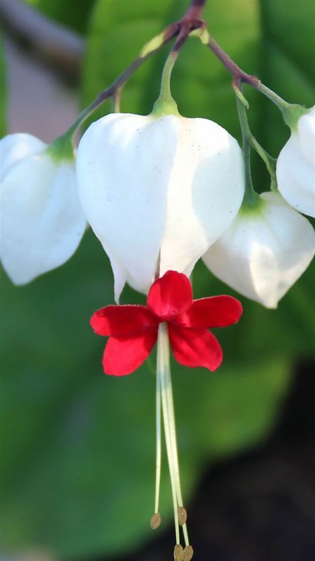 1080x1920 Nature Dragon spit Pure Flower Petal Bunch - bunch iPhone 8 Wallpaper