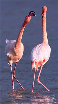 Camargue Rose Flamingo iPhone 6(s)~8(s) wallpaper
