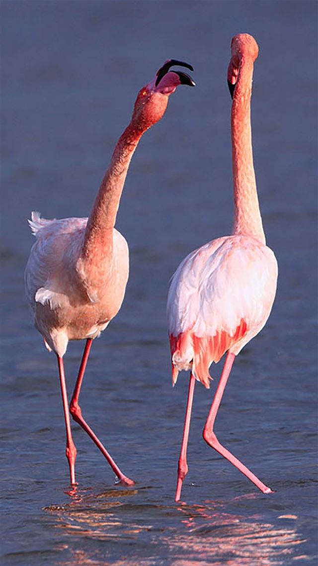 1080x1920 Camargue Rose Flamingo - camargue iPhone 8 Wallpaper